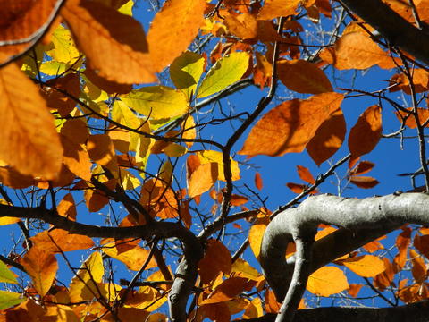 Осень на хребте Уна-Коз, фото 06.11.18г.