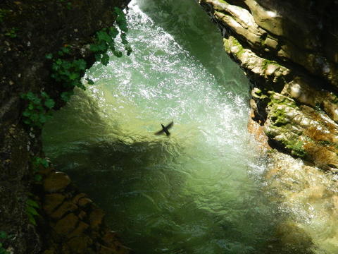 Птичка на р. Сухая балка, Гуамское ущелье