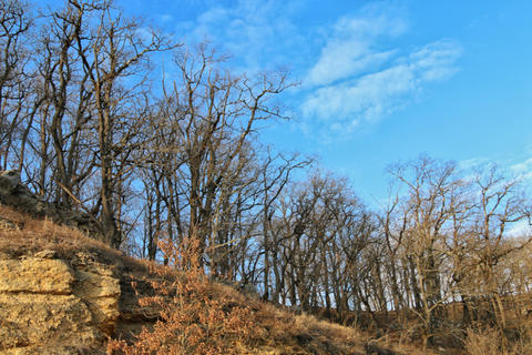 Роща скального дуба на Западном Кавказе, фото декабрь 2018г.